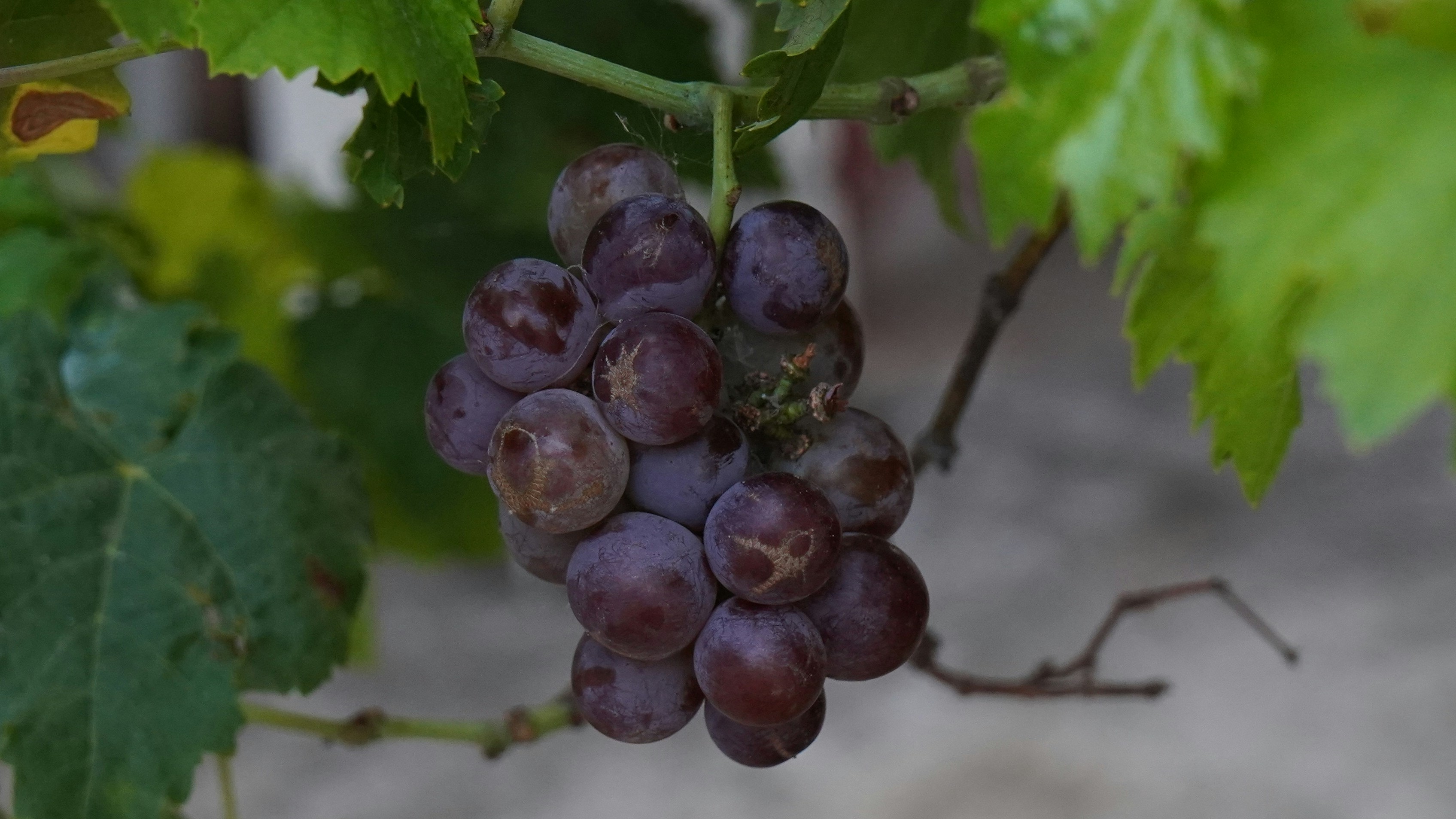 Pelatihan Higiene Sanitasi untuk Pelaku Usaha Pangan